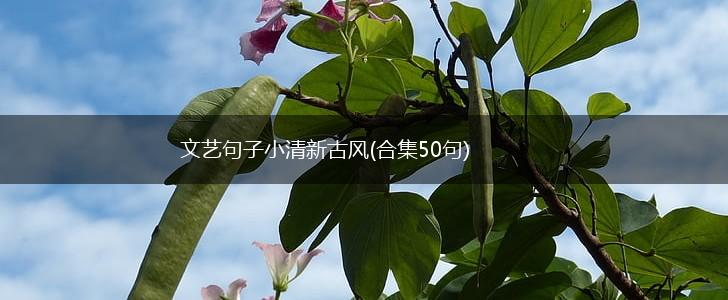 文艺句子小清新古风(合集50句),第1张