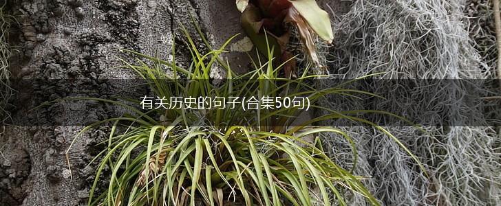 有关历史的句子(合集50句),第1张
