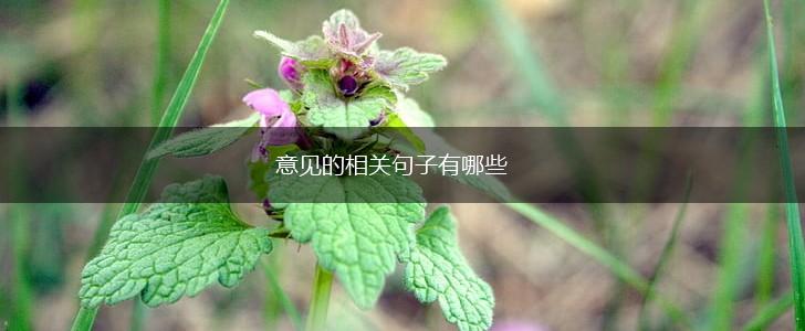 意见的相关句子有哪些,第1张 意见的相关句子有哪些,第1张