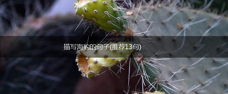 描写海豹的句子(推荐13句),第1张