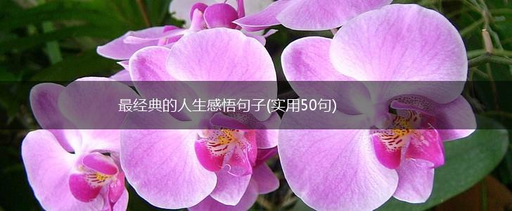 最经典的人生感悟句子(实用50句),第1张
