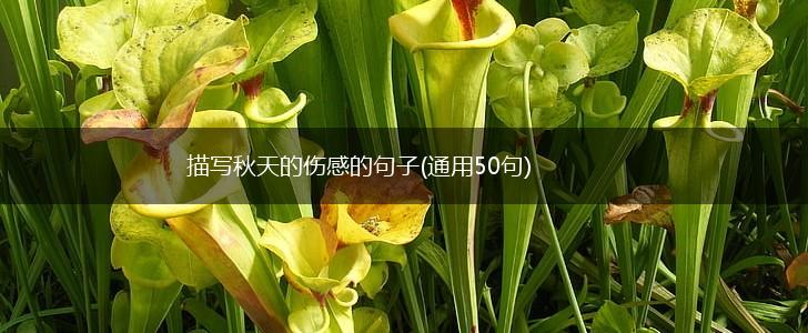 描写秋天的伤感的句子(通用50句),第1张