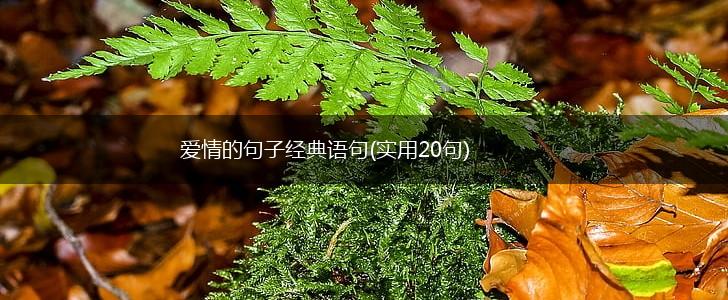 爱情的句子经典语句(实用20句),第1张