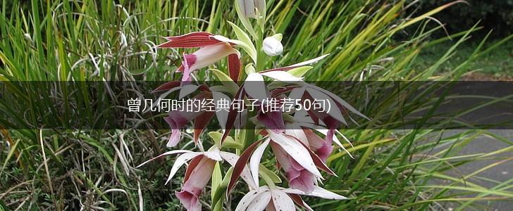 曾几何时的经典句子(推荐50句),第1张