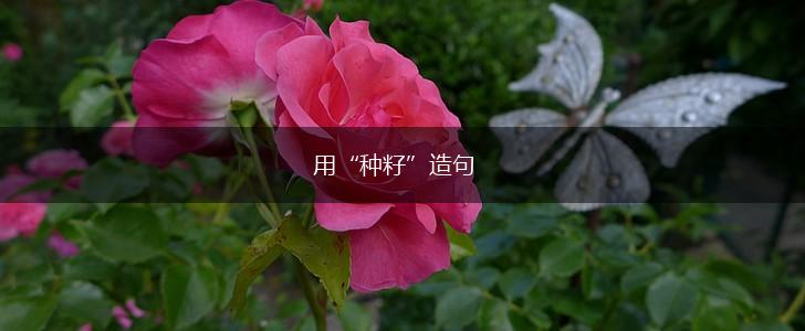 用“种籽”造句,第1张