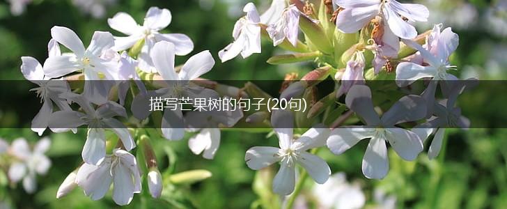 描写芒果树的句子(20句),第1张