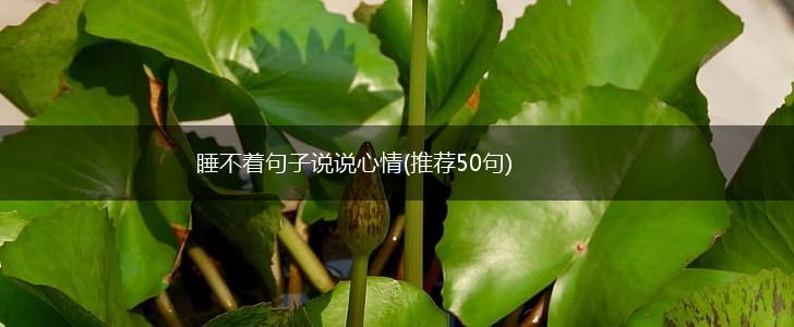 睡不着句子说说心情(推荐50句),第1张
