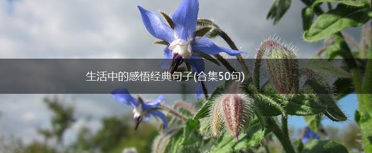 生活中的感悟经典句子(合集50句),第1张