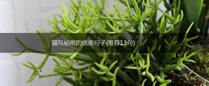 描写杨桃的优美句子(推荐13句),第1张