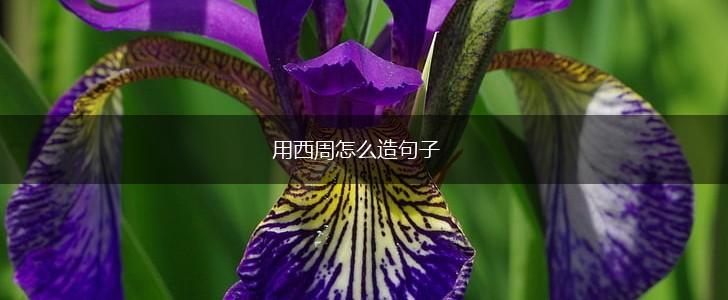 用西周怎么造句子,第1张 用西周怎么造句子,第1张