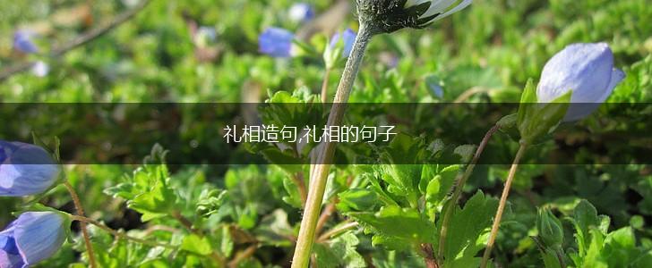 礼相造句,礼相的句子,第1张 礼相造句,礼相的句子,第1张