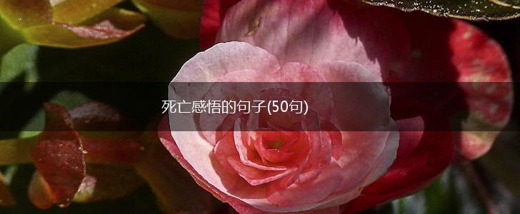 死亡感悟的句子(50句),第1张