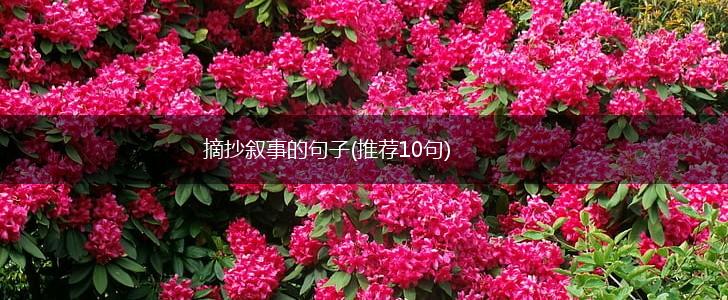 摘抄叙事的句子(推荐10句),第1张