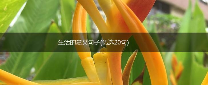 生活的意义句子(优选20句),第1张