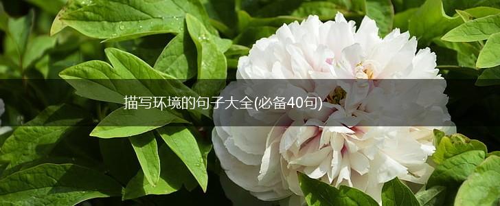 描写环境的句子大全(必备40句),第1张