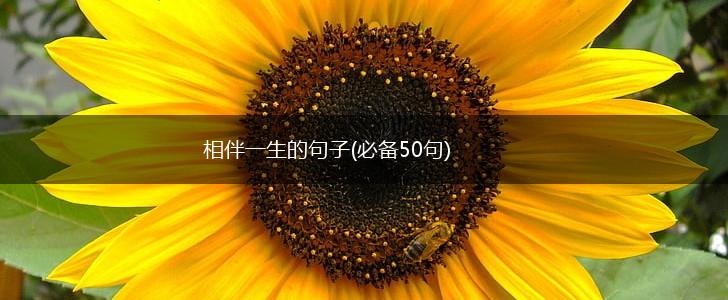 相伴一生的句子(必备50句),第1张