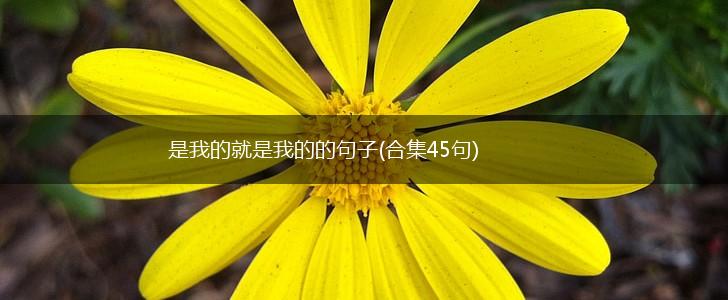 是我的就是我的的句子(合集45句),第1张