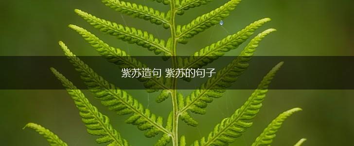 紫苏造句 紫苏的句子,第1张 紫苏造句 紫苏的句子,第1张