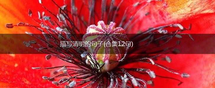 描写清明的句子(合集12句),第1张