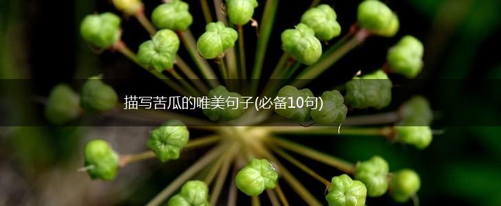 描写苦瓜的唯美句子(必备10句),第1张