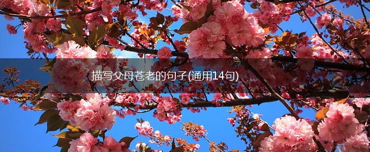 描写父母苍老的句子(通用14句),第1张
