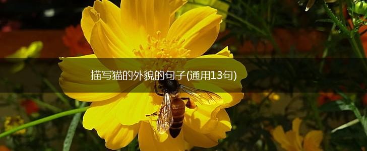 描写猫的外貌的句子(通用13句),第1张