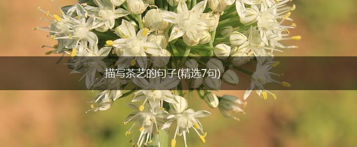 描写茶艺的句子(精选7句),第1张