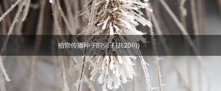 植物传播种子的句子(共20句),第1张
