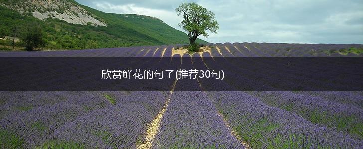 欣赏鲜花的句子(推荐30句),第1张