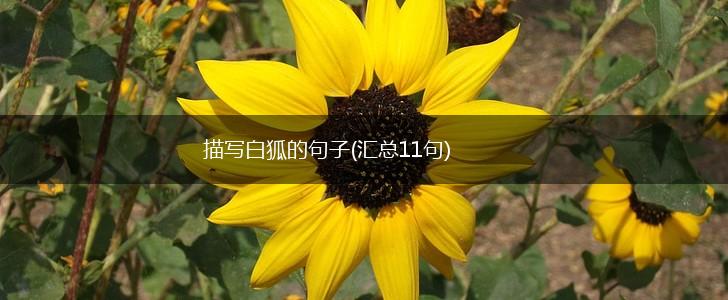 描写白狐的句子(汇总11句),第1张