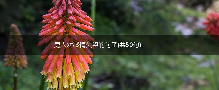 男人对感情失望的句子(共50句),第1张