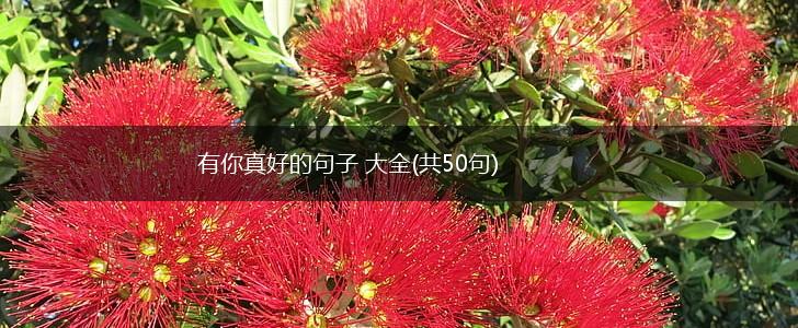 有你真好的句子 大全(共50句),第1张