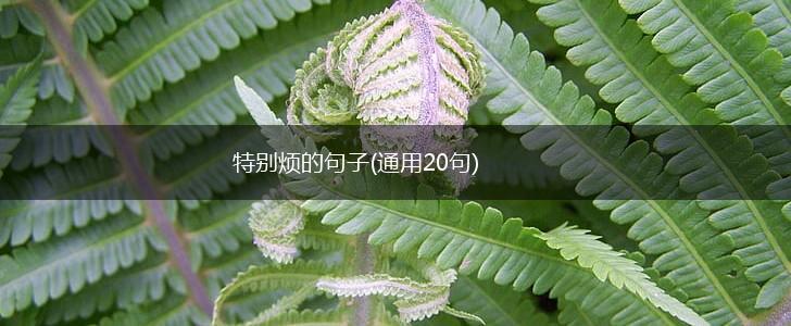 特别烦的句子(通用20句),第1张