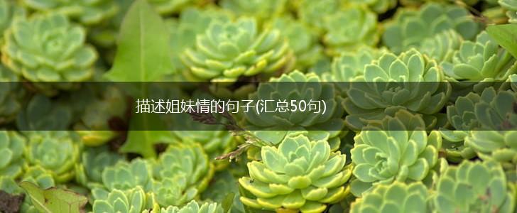 描述姐妹情的句子(汇总50句),第1张