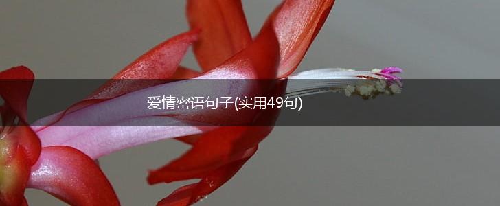 爱情密语句子(实用49句),第1张