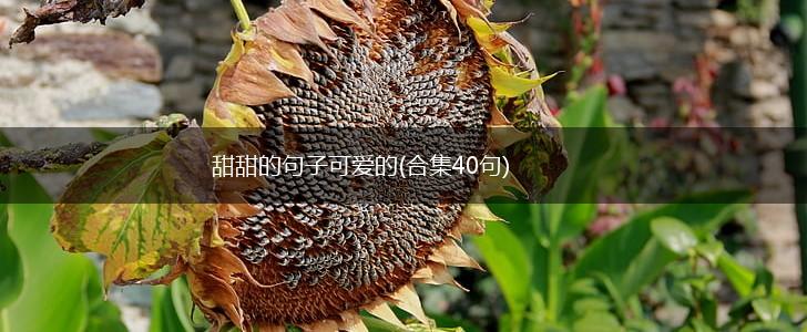 甜甜的句子可爱的(合集40句),第1张