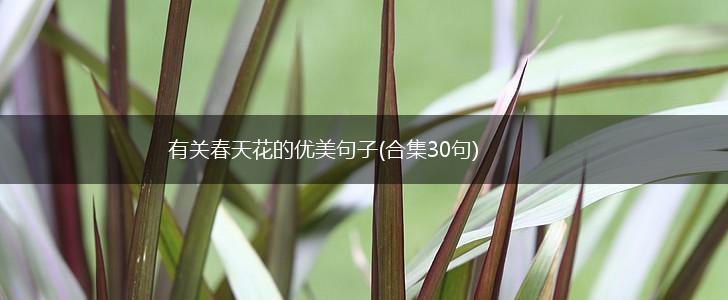 有关春天花的优美句子(合集30句),第1张