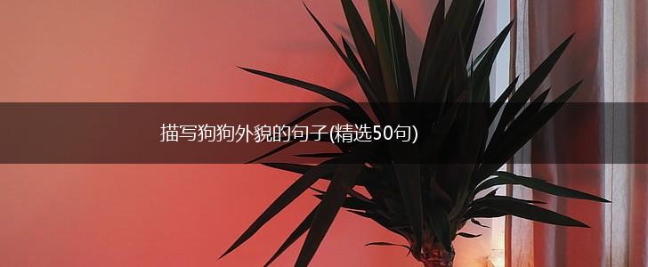 描写狗狗外貌的句子(精选50句),第1张