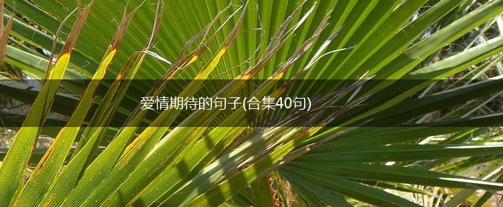 爱情期待的句子(合集40句),第1张