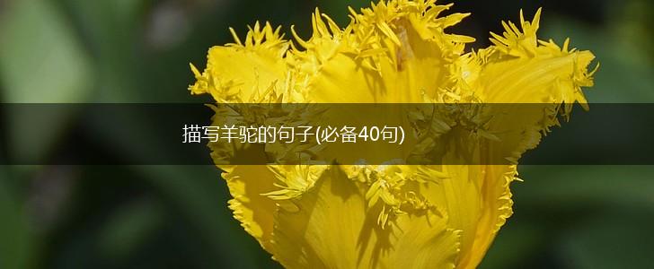 描写羊驼的句子(必备40句),第1张