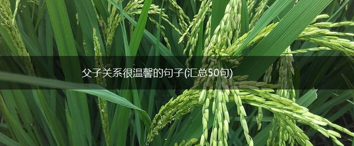 父子关系很温馨的句子(汇总50句),第1张