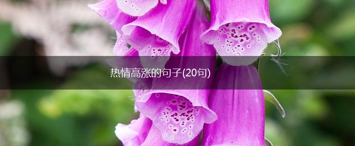 热情高涨的句子(20句),第1张