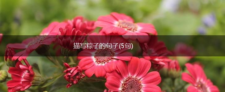 描写粽子的句子(5句),第1张