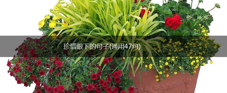 珍惜眼下的句子(通用47句),第1张