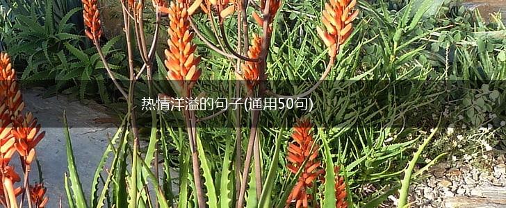 热情洋溢的句子(通用50句),第1张