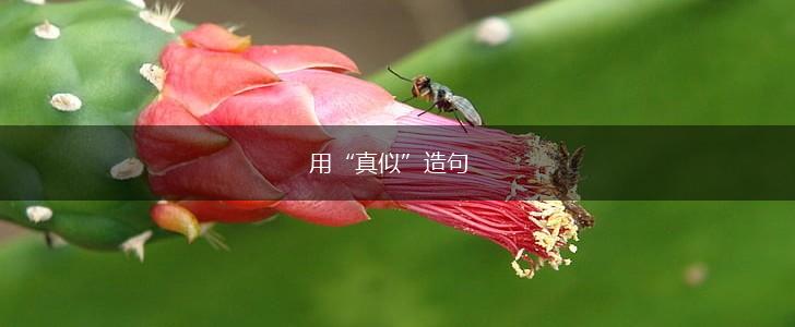 用“真似”造句,第1张