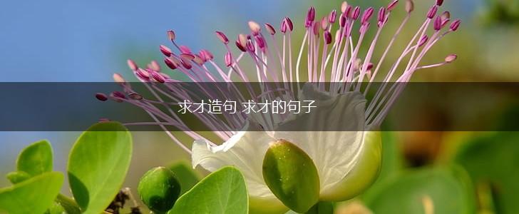 求才造句 求才的句子,第1张