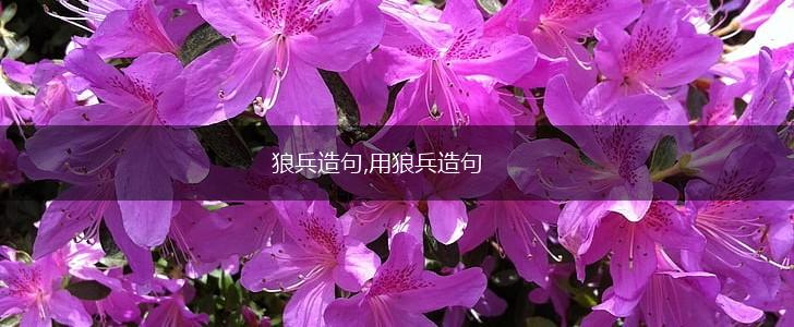 狼兵造句,用狼兵造句,第1张 狼兵造句,用狼兵造句,第1张
