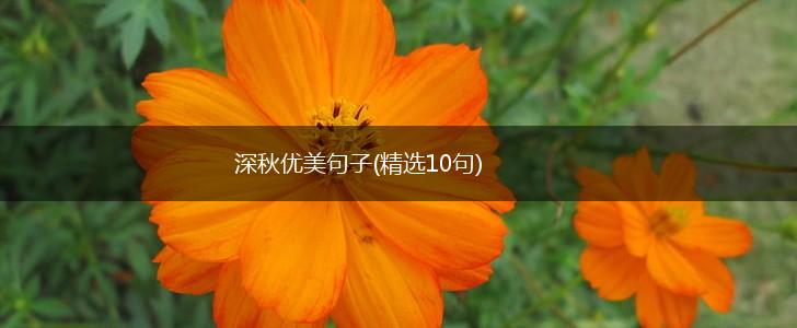 深秋优美句子(精选10句),第1张