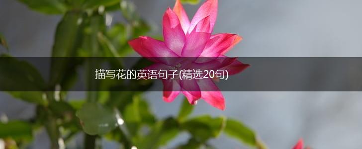 描写花的英语句子(精选20句),第1张